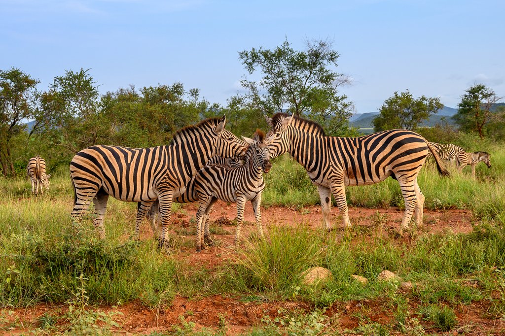 Zebras in Etosha National Park