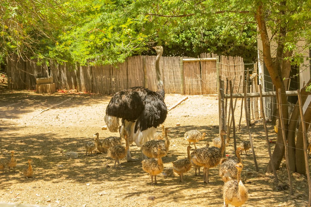 Mother ostrich and her chicks at an ostrich farm