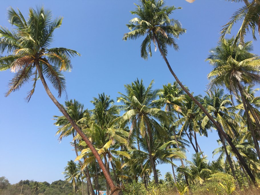 Blue skies and swaying palms at Ngapali Beach