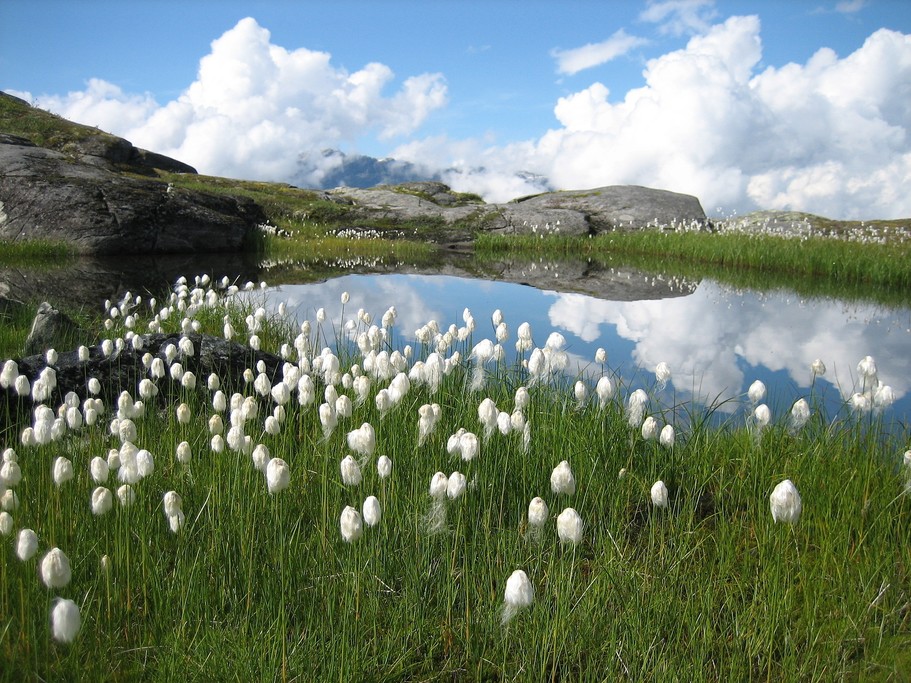 Wild tulips growing in the summer