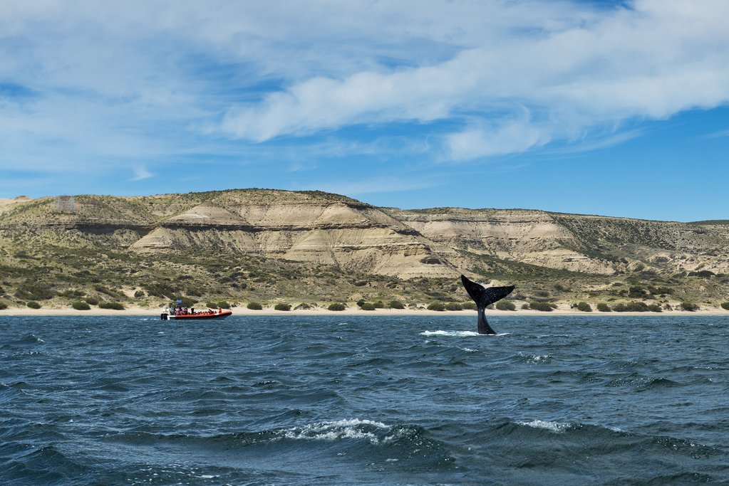 A southern right whale off the coast of Argentinian Patagonia