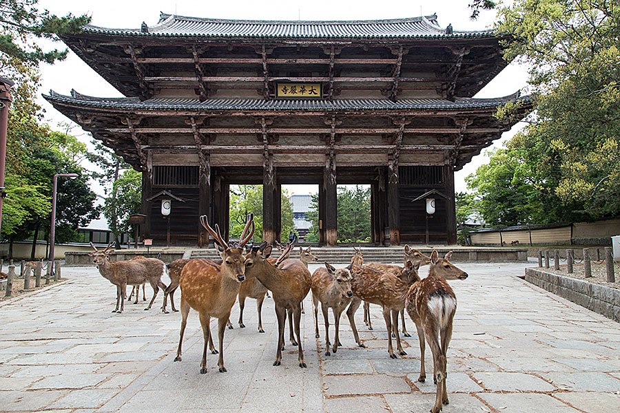 Nara Park