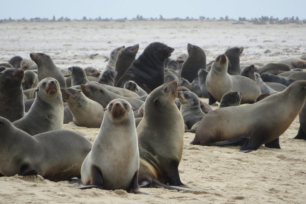 Cape Fur Seals in Cape Seal Cross Seal Reserve in Namibia