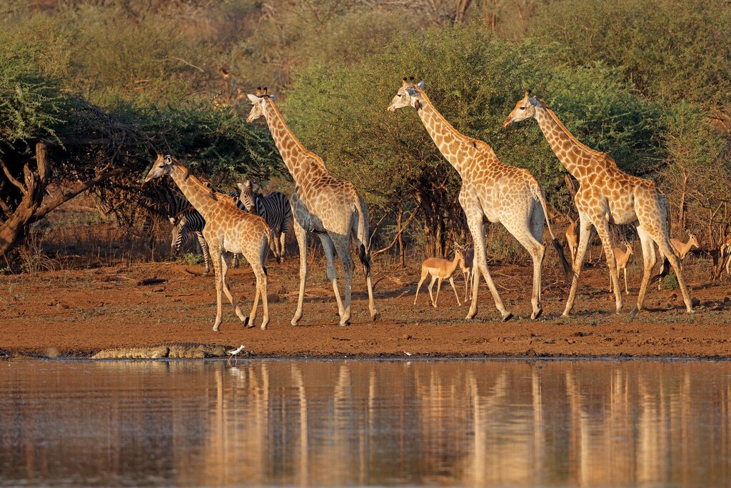 Giraffes near Kruger