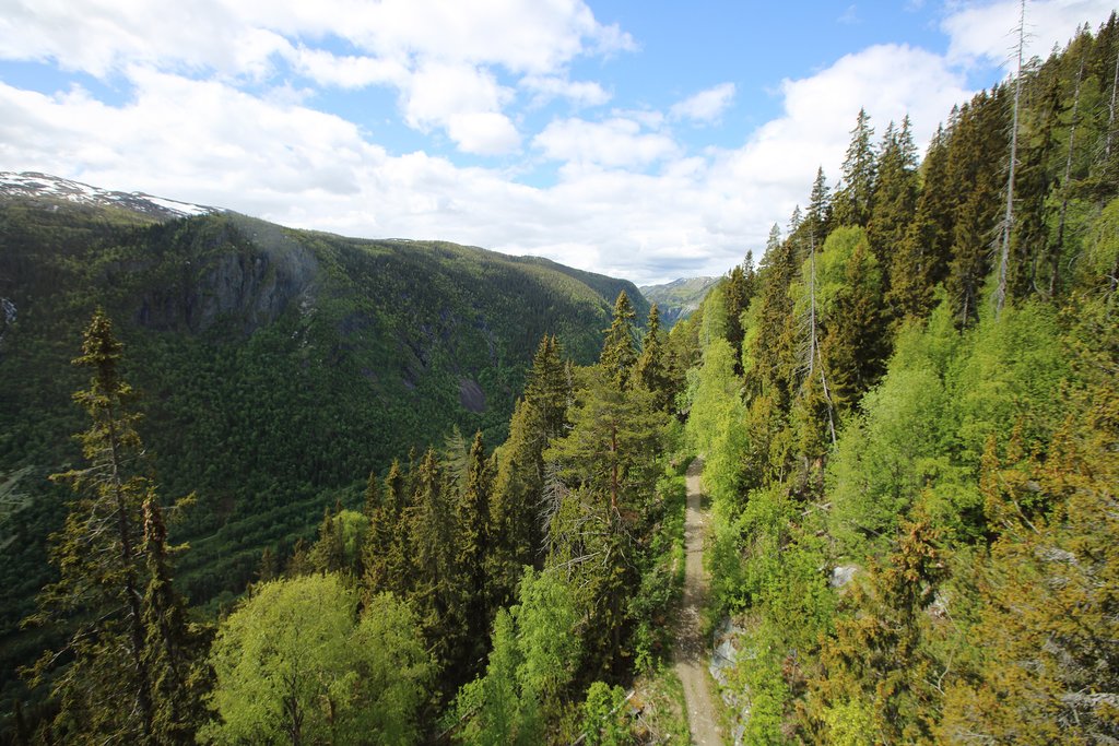 A fragrant forest of fir trees near Hardangervidda