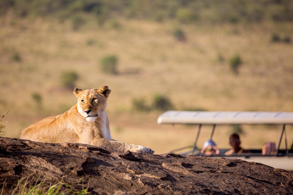 A cheetah in Masai Mara.