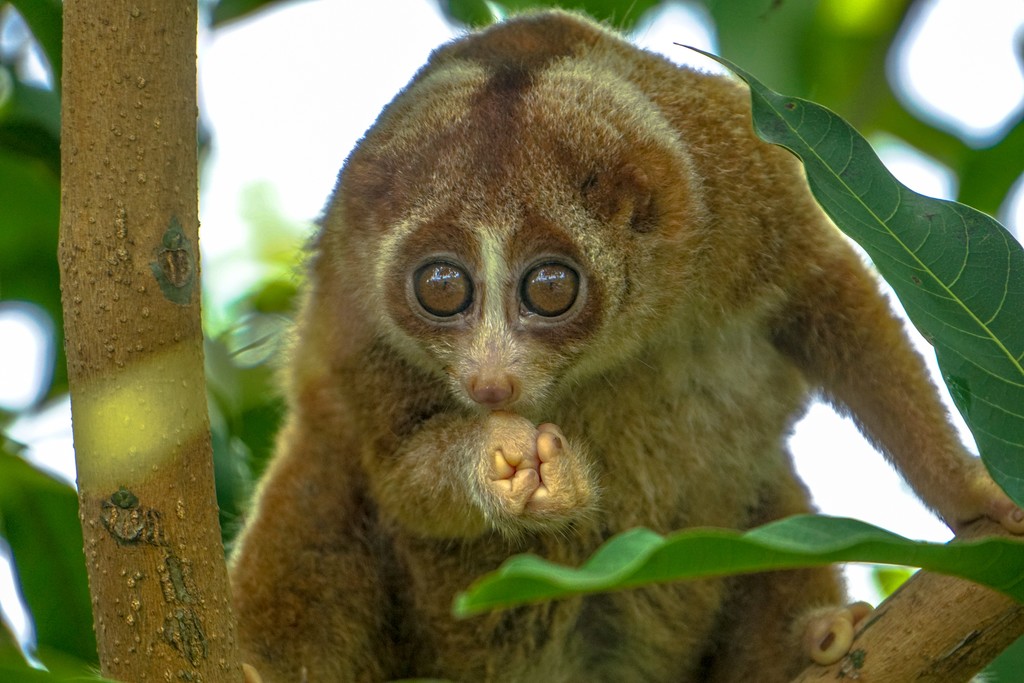 The Slow Loris, one of many species inhabiting the Malaysian rainforest