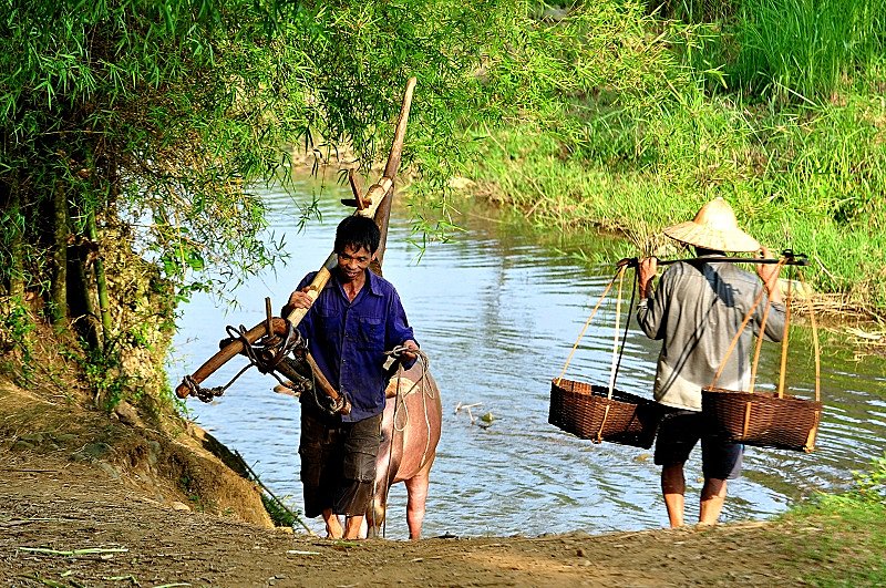 Locals use water buffalo to help them farm rice
