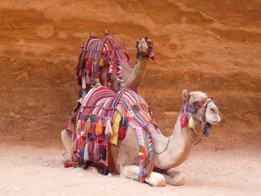 Camel