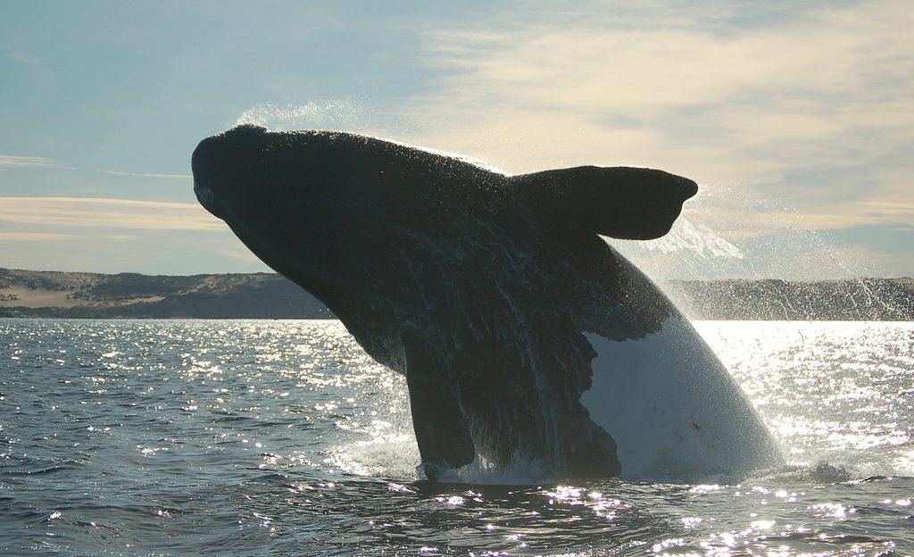 A southern right whale off the coast of Puerto Pirámides, Peninsula Valdés