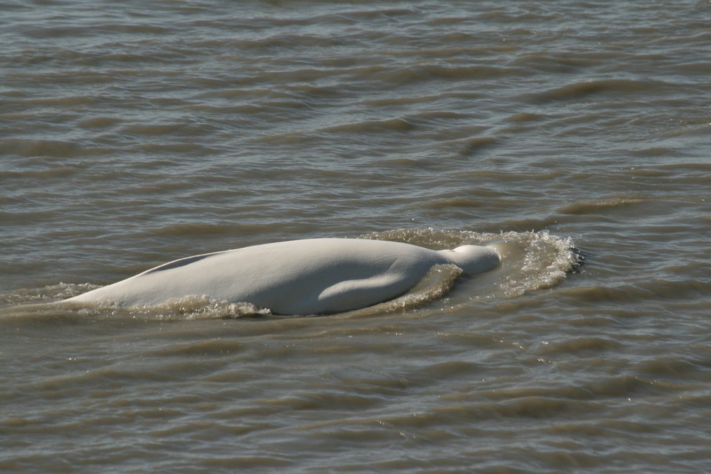 Beluga whale in Turnagain Arm, Alaska