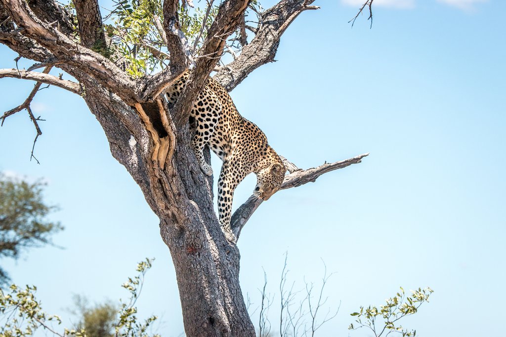 Leopard in Kruger National Park