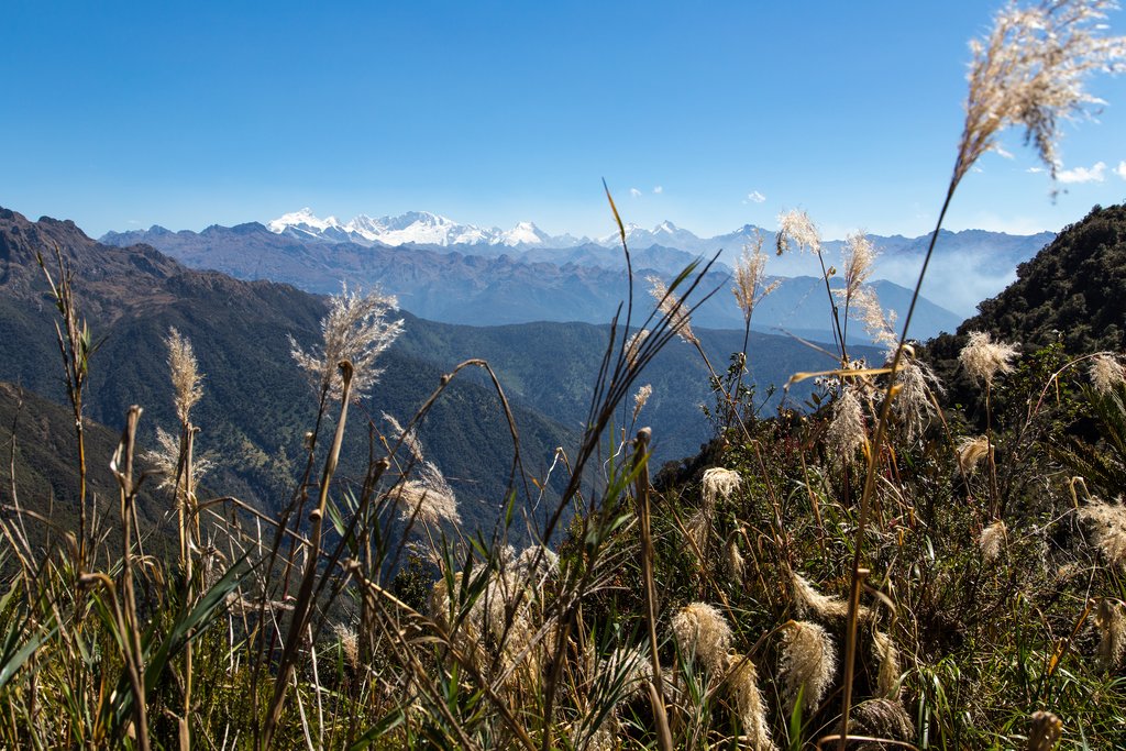 Flowers along the trail 