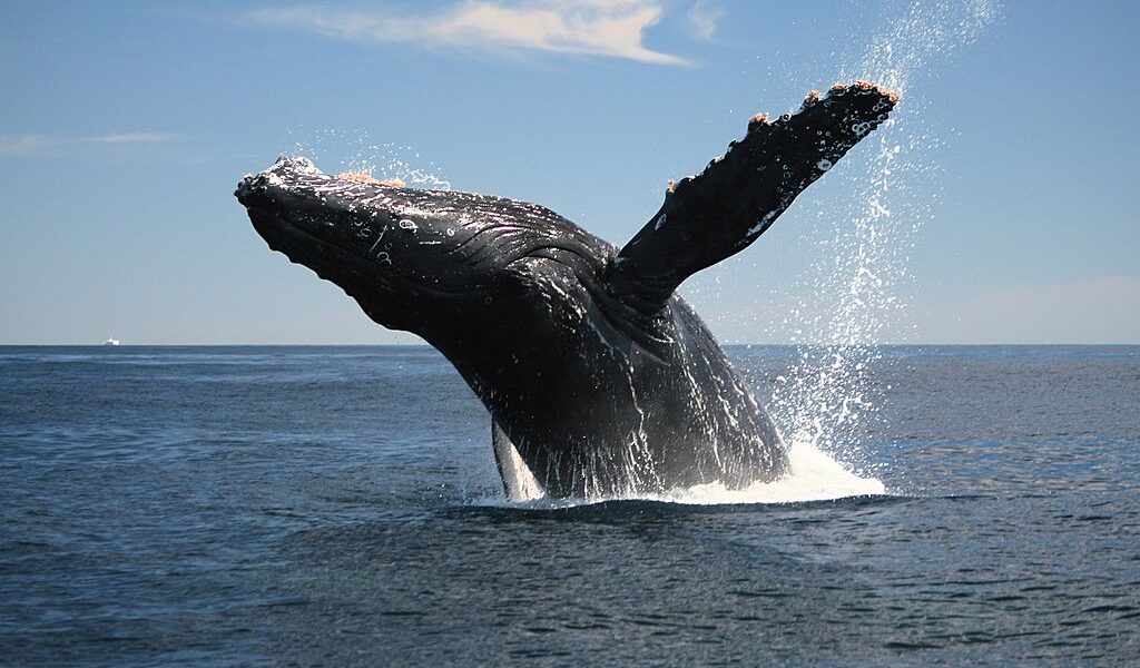 Adult Humpback Whale Breaching