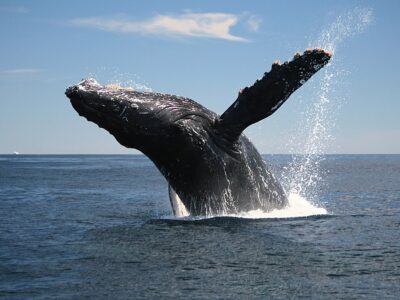 Adult Humpback Whale Breaching