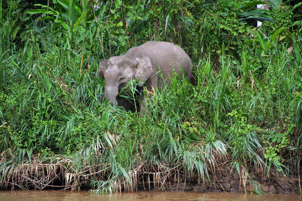 Baby Pygmy elephant on the riverbank
