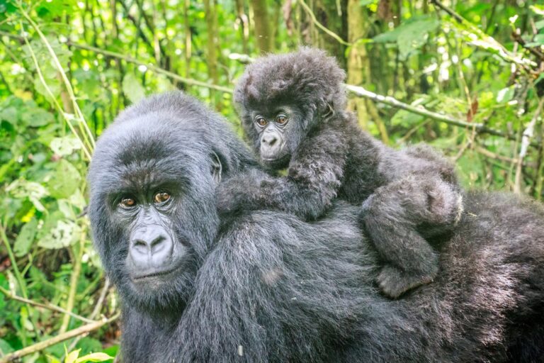 Rwanda Highlights - 12 Days