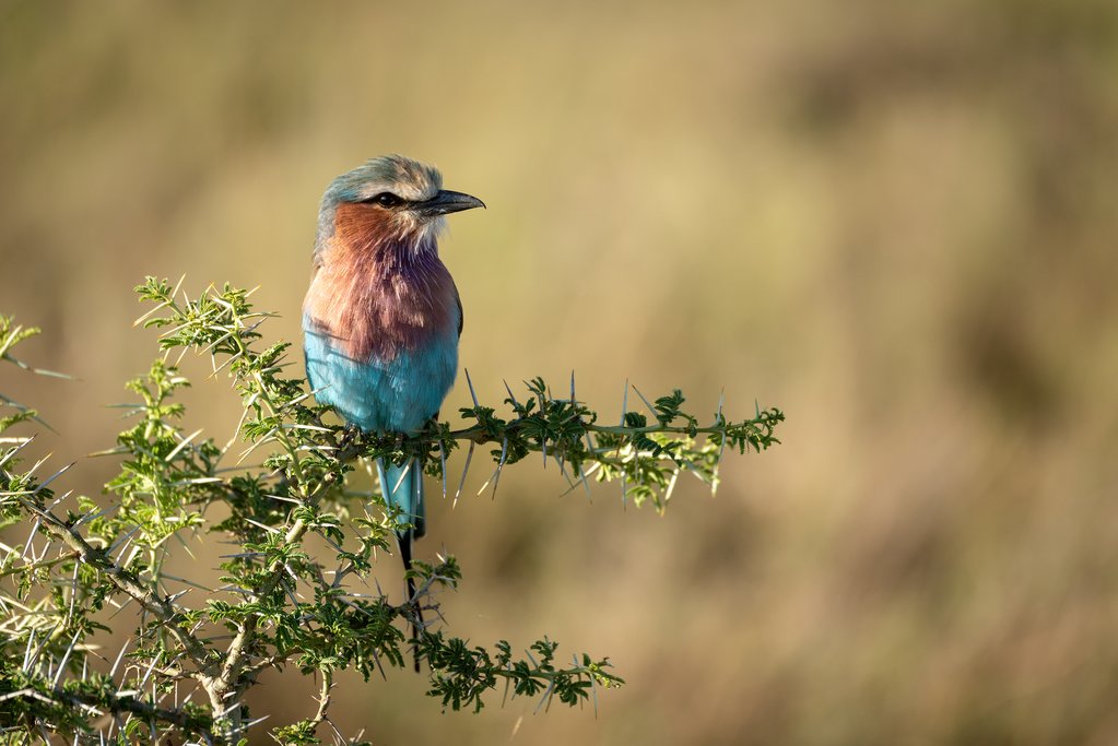 Lilac-breasted roller perches in sunlit thorn tree