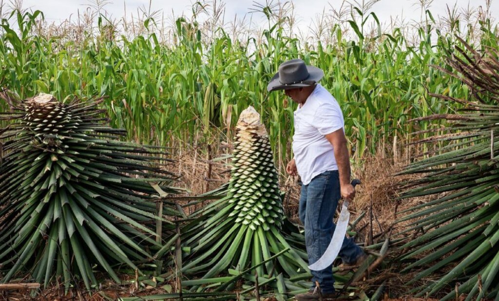 Inspecting the harvest