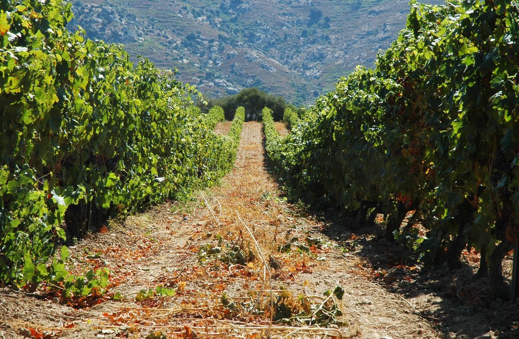 Explore Romania's Wine Region