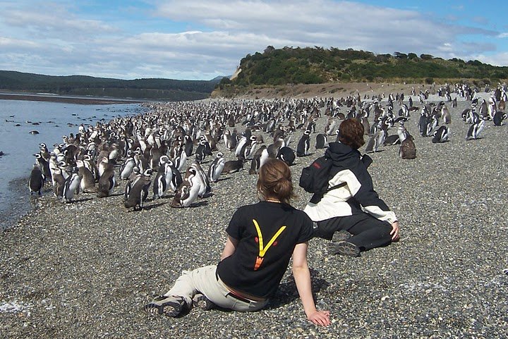 Penguin Colony off of Estancia Harberton