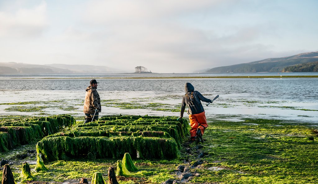 Hog Island Oyster Farm