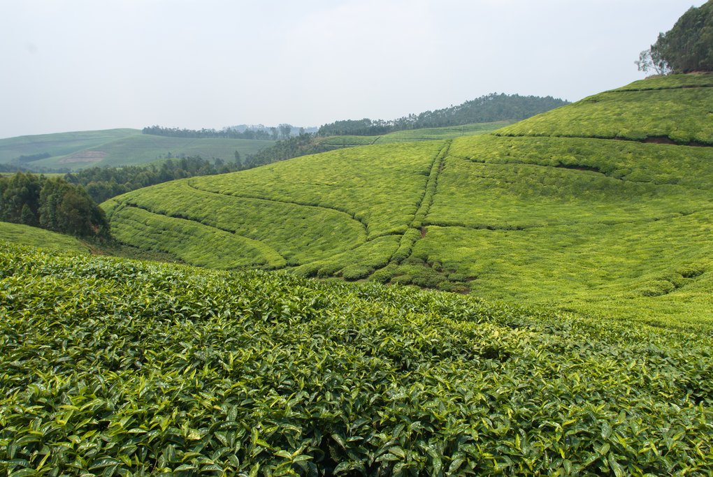 View over a tea plantation in Rwanda