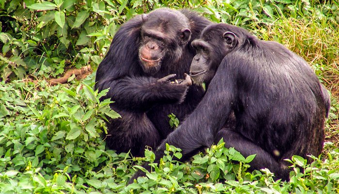 Chimpanzees at Kibale Forest National Park