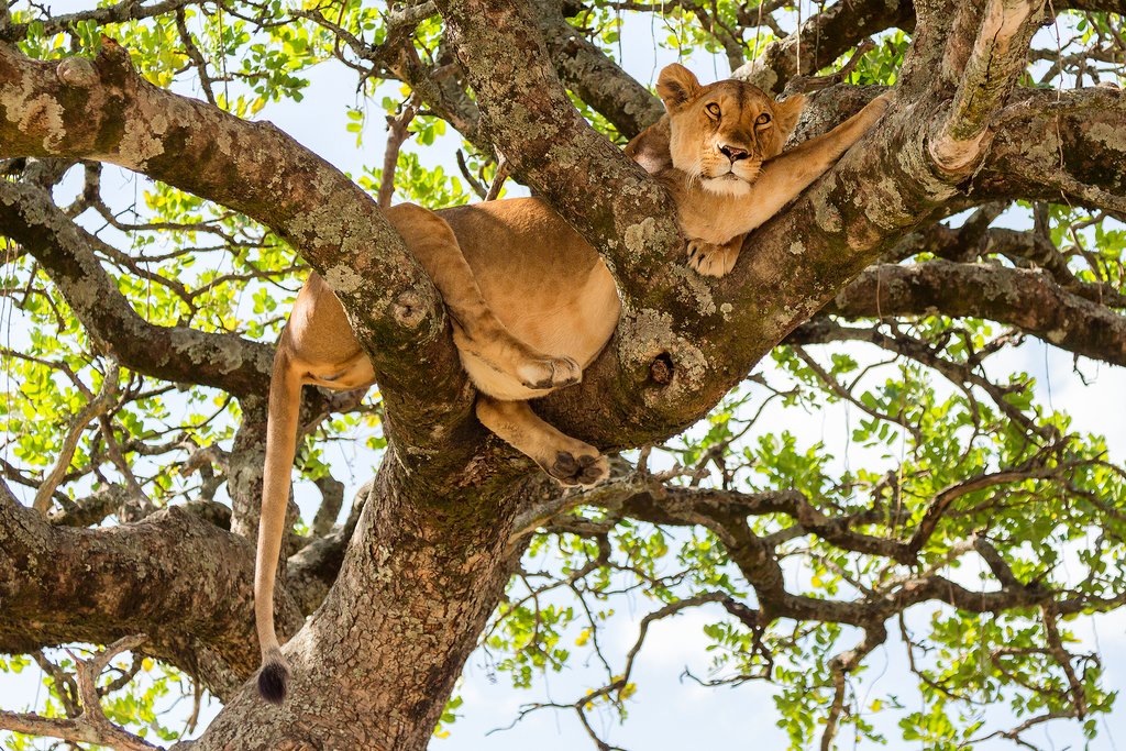 A lioness in a tree at Masai Mara