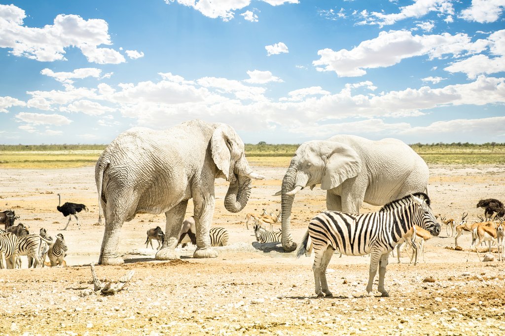 Group of animals relaxing in Etosha National Park