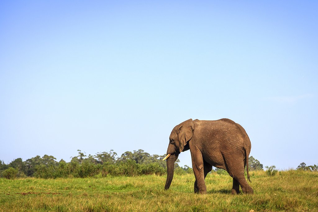 Young elephant in Knysna Elephant Park