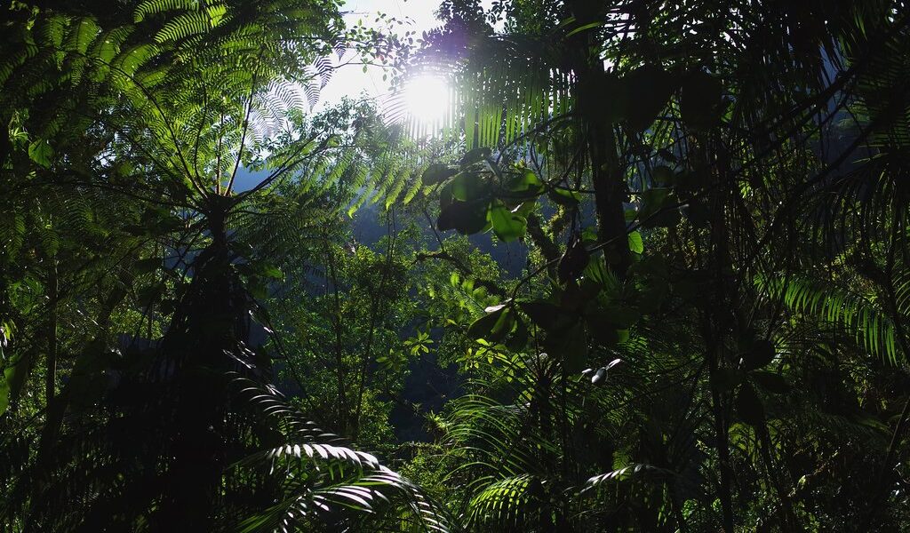 In the jungle on the wat to Ciudad Perdida (Lost City) in Colombia