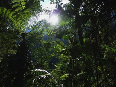 In the jungle on the wat to Ciudad Perdida (Lost City) in Colombia