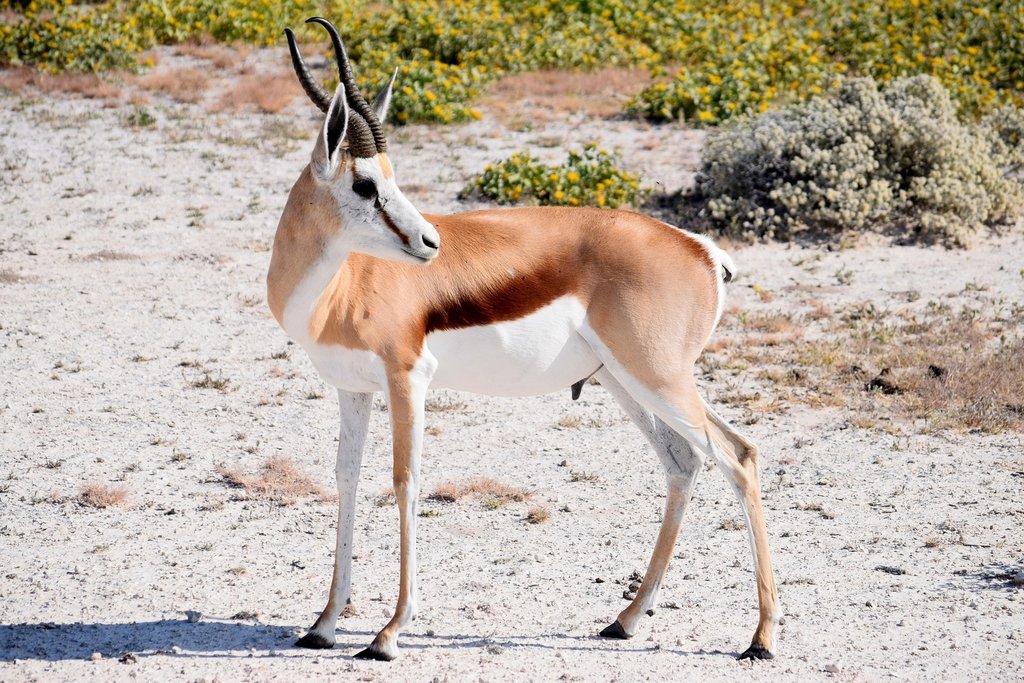 Springbook male antelope in Etosha East Namibia