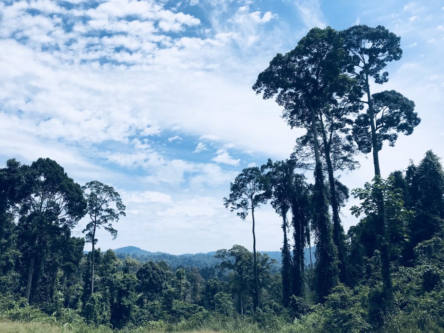 The Borneo rainforest