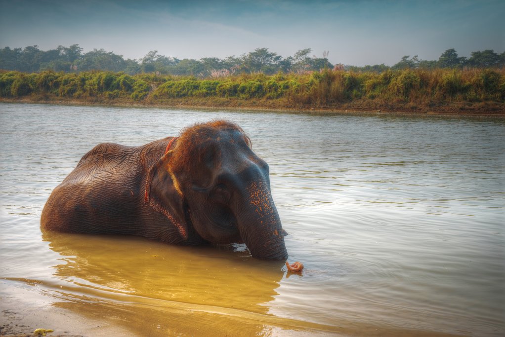 Bathe with elephants in Chitwan