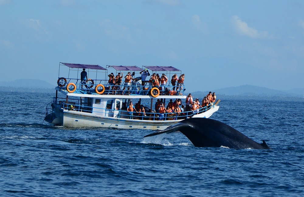 The giant sea mammals