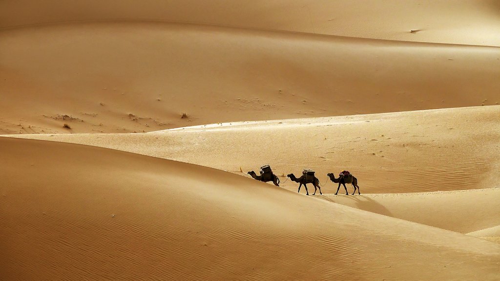 Camel caravan in the Sahara desert