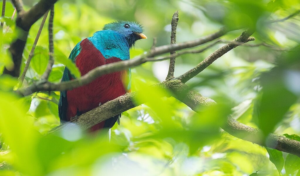 Male of resplendent quetzal (Pharomachrus mocinno) sits on the t
