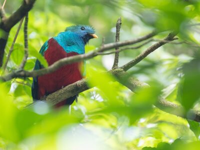 Male of resplendent quetzal (Pharomachrus mocinno) sits on the t