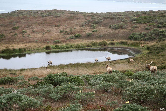 Tule Elks at Stock Pond