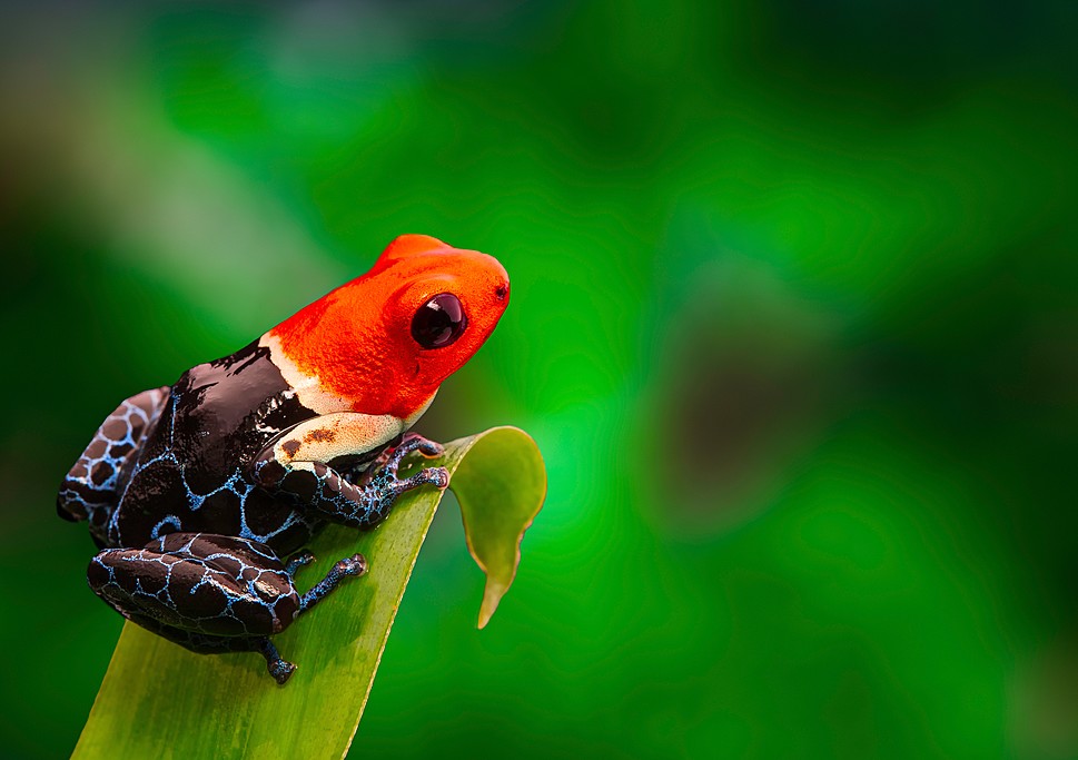 A red-headed poison dart frog