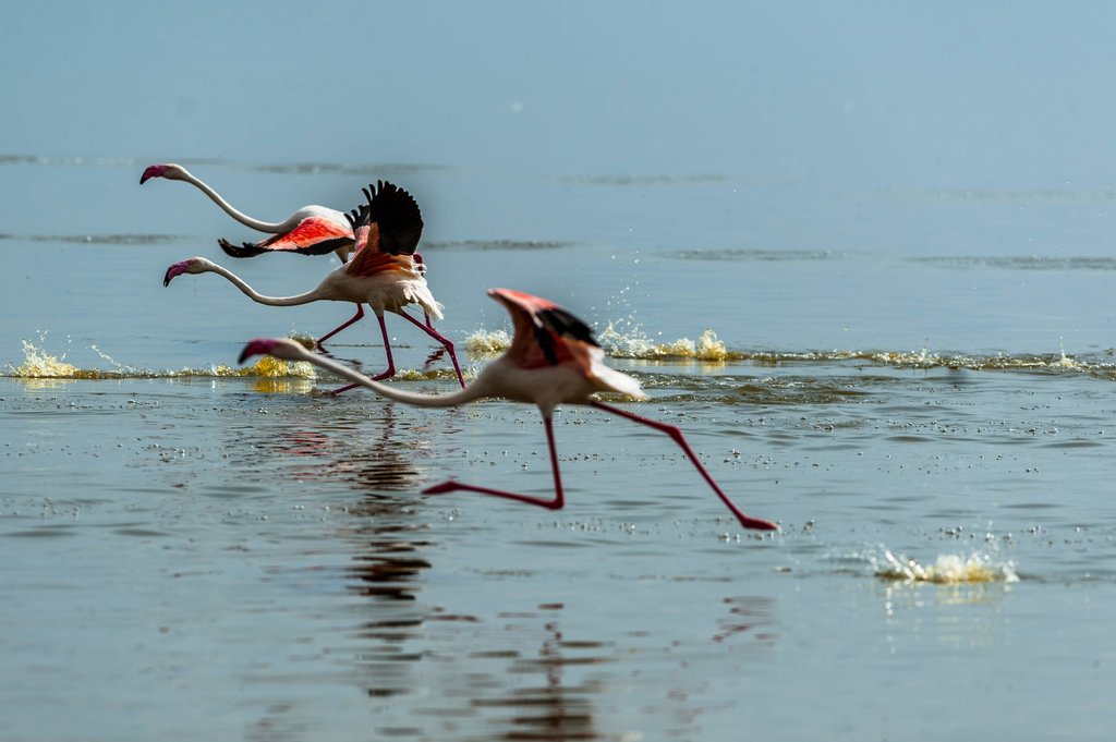 Flamingos in Nakuru