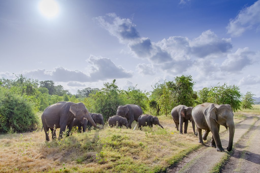 Wild Asian elephant herds in Minneriya National Park.