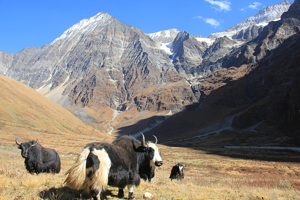 Yaks around Mount Kailash Kora