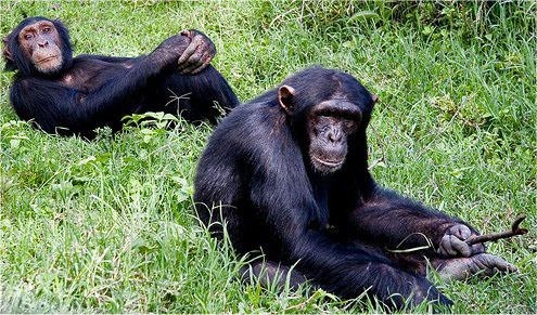 Chimpanzees in Olpajeta Conservancy