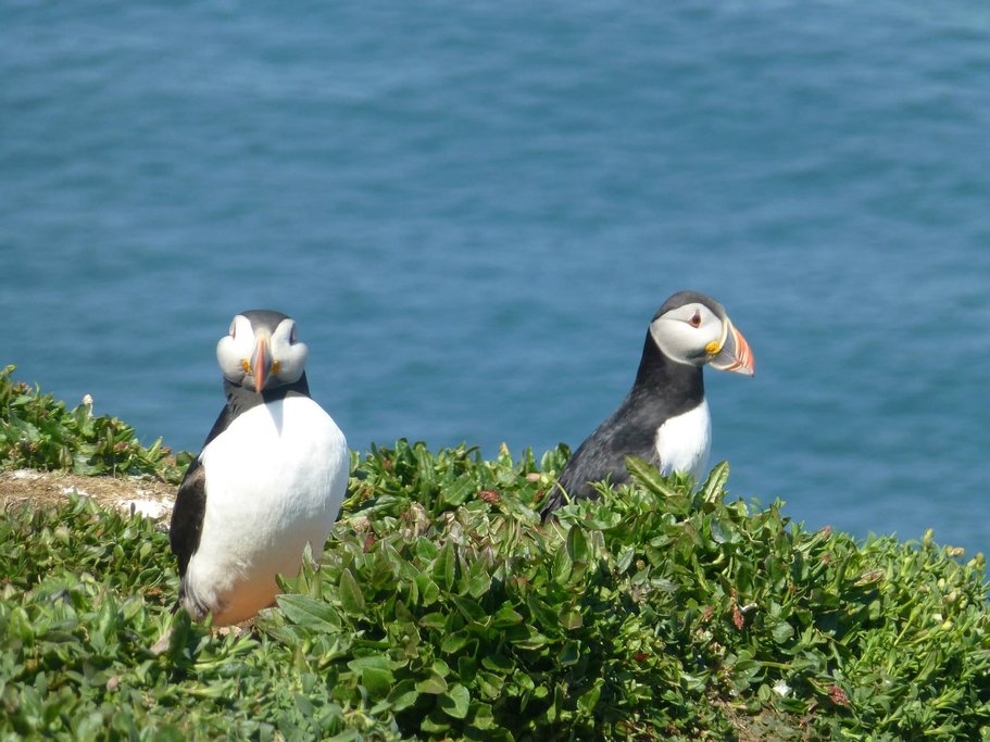 puffins on Pembroke cliffs