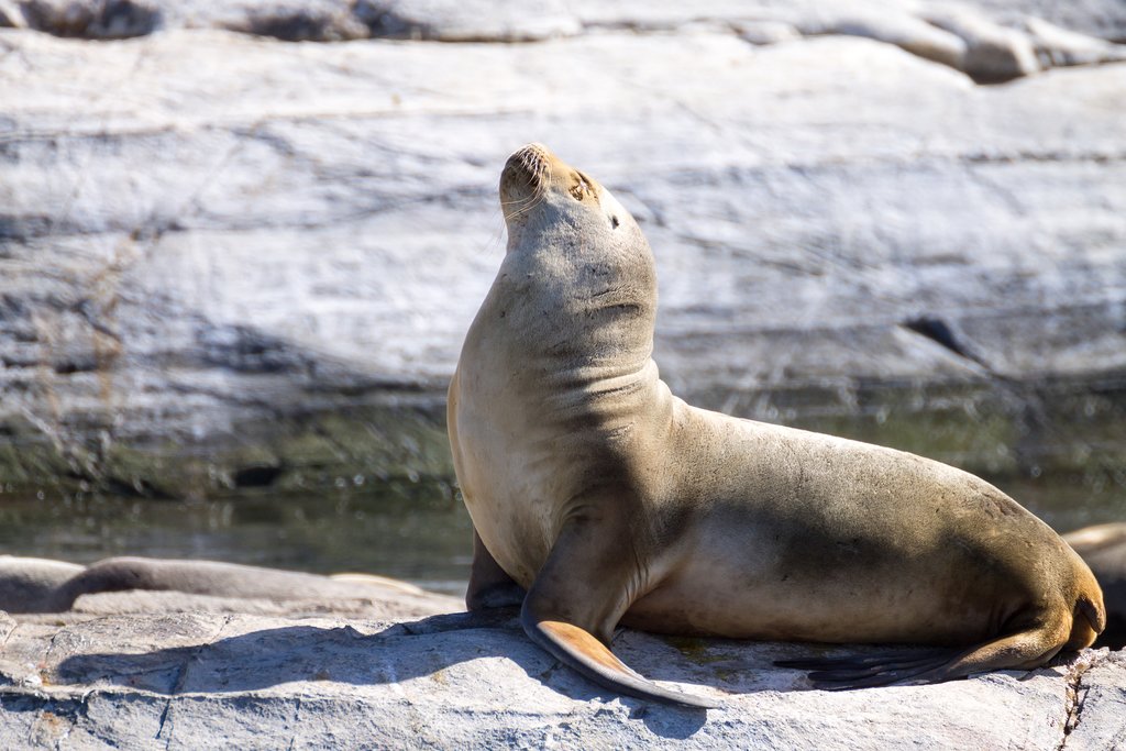 Sea Lions near Beagle Channel