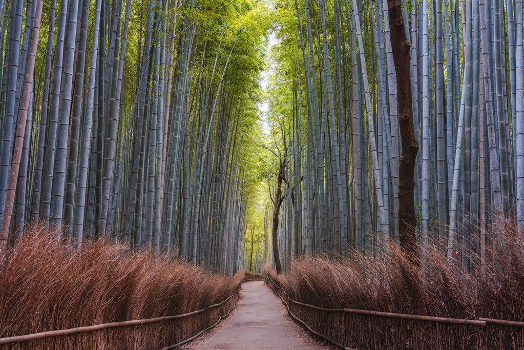 Path along the Arashiyama Bamboo Grove in Kyoto