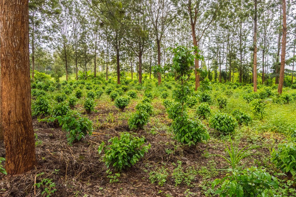 Young coffee plants in central Kenya